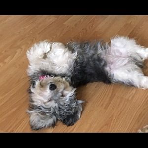 Meet your Posher, Mandie